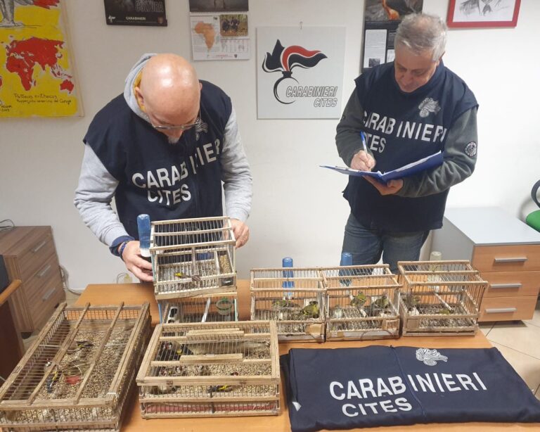 Oltre 100 esemplari di avifauna protetta sequestrati dal nucleo Carabinieri Cites di Palermo