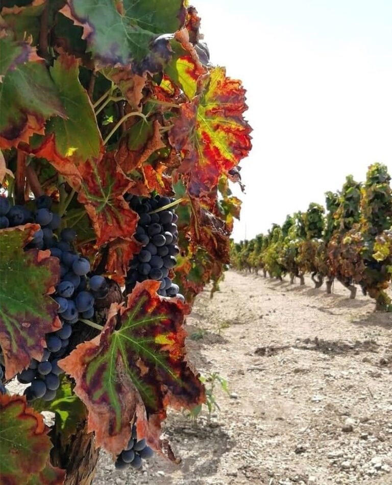 Agricoltura, al via il bando da 10 milioni per “Vendemmia verde”
