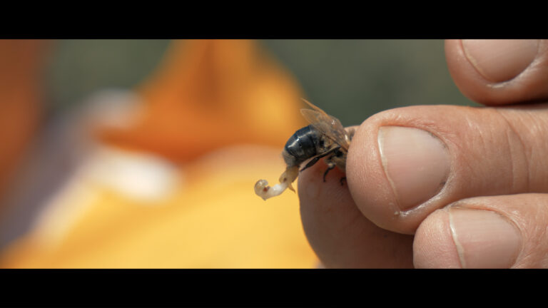 Documentario: “La custode del sole. Alla scoperta dell’ape nera sicula”