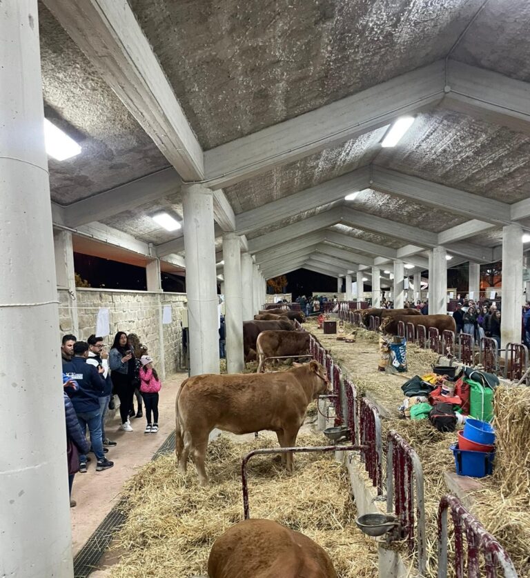 A Gangi tutto pronto per la mostra mercato agrozootecnica e sagra del Cinghiale
