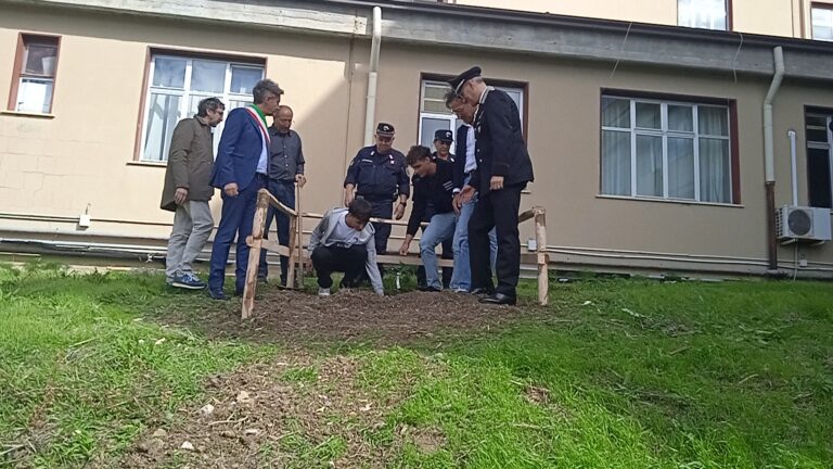 ALL’ISIS SALERNO, DI GANGI, SI È MESSO A DIMORA  “UN ALBERO PER IL FUTURO”, LA TALEA DELL’ALBERO FALCONE, FICUS MACROPHYLLA