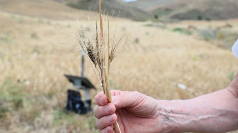 Siccità, dalla Regione 30 milioni per i produttori cerealicoli