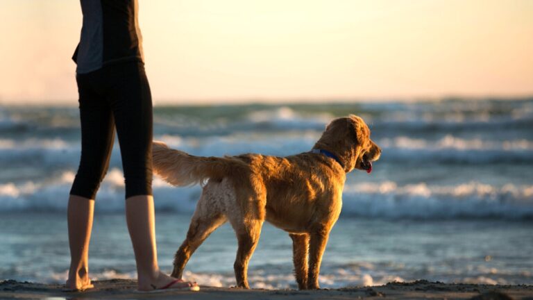 Ambiente, via libera ai cani al guinzaglio nelle aree naturali