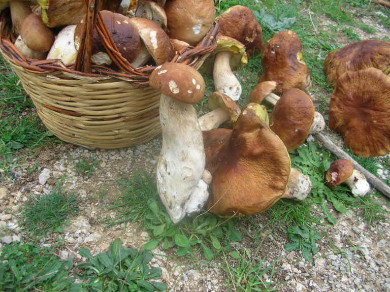 Prevenire intossicazioni dai funghi. Ispettorato micologico Asp a Petralia Sottana e Palermo