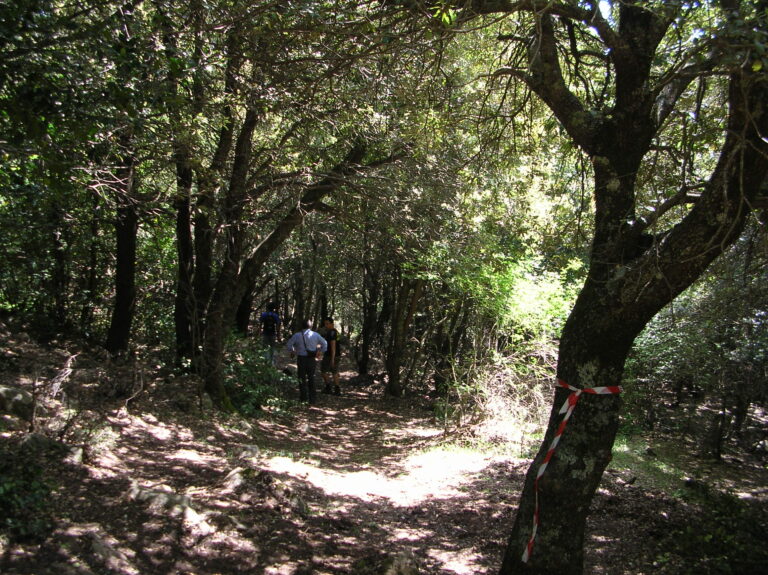 La Consulta Giovanile di Petralia Sottana organizza la prima Giornata Ecologica presso la Pineta Comunale.