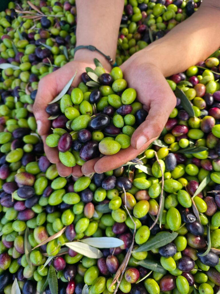 Montemaggiore si prepara per la sagra dell’olio e della mandorla
