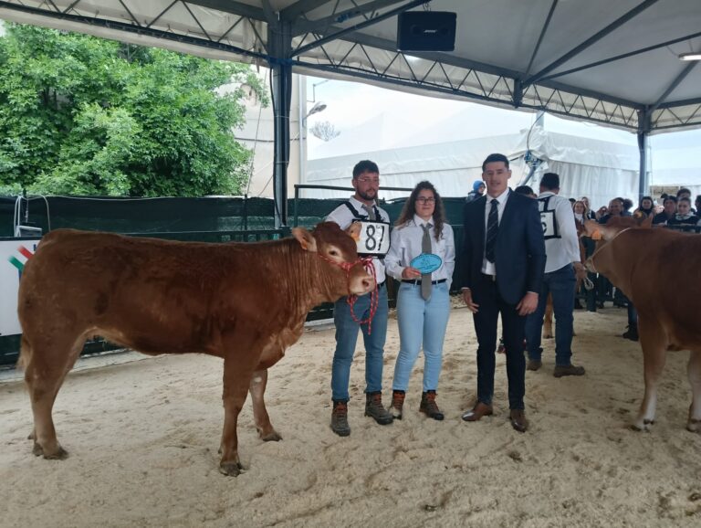 Gli allevatori delle Madonie confermano il proprio livello di eccellenza ad Agriumbria 2026