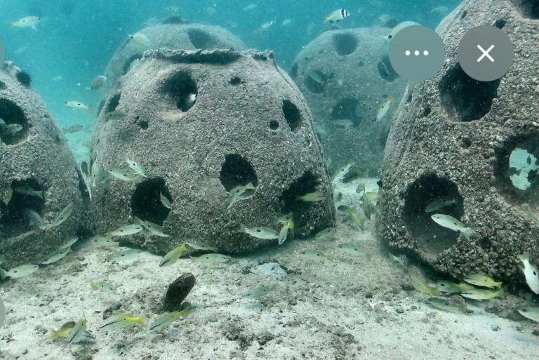 Cefalù – Biodiversità marina e ripopolamento ittico. Le proposte di Forza Italia