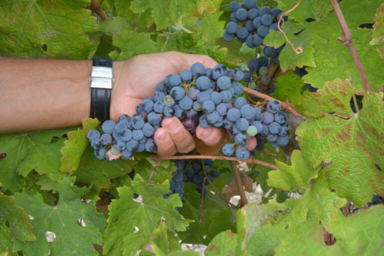 CRISI DEL VINO, CIA SICILIA INCONTRA L’ASSESSORE SAMMARTINO