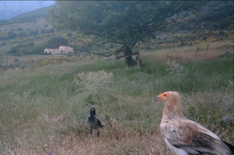 Natura Rigenerata: al via a Palermo il Convegno “Estinzioni & Rewilding” con il Madonie Unesco Global Geopark protagonista