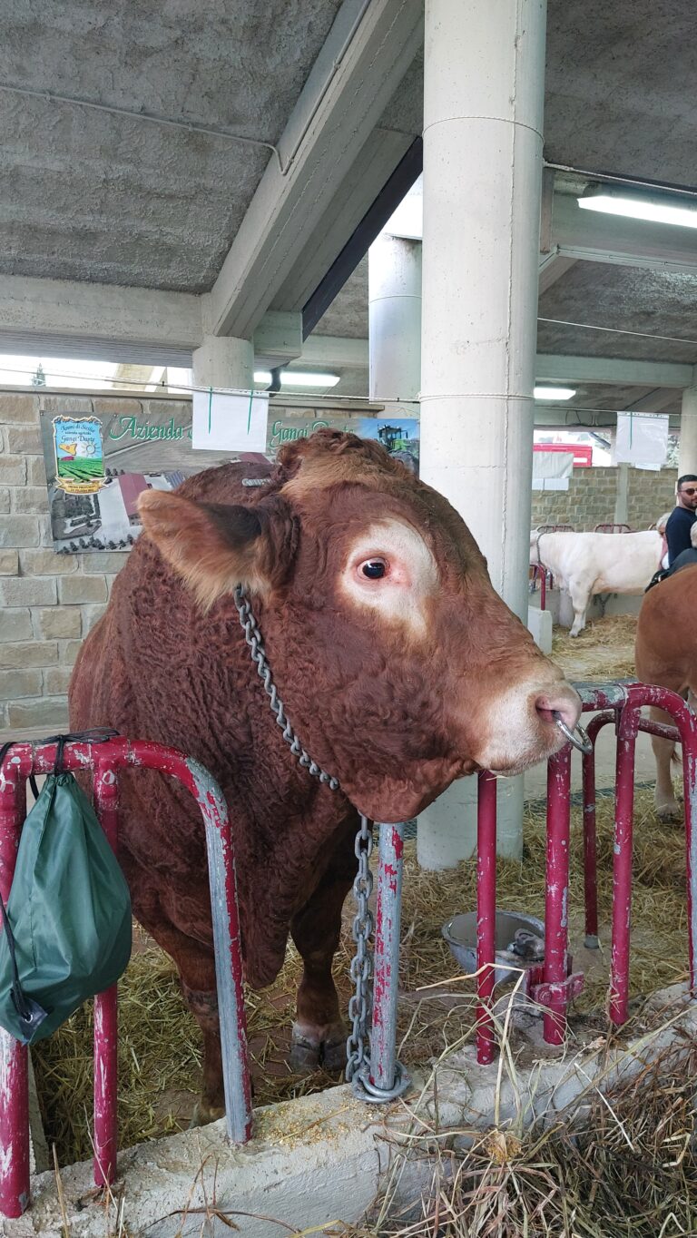 Gangi,Mostra Mercato Agrozootecnica e  Sagra del Cinghiale Madonita