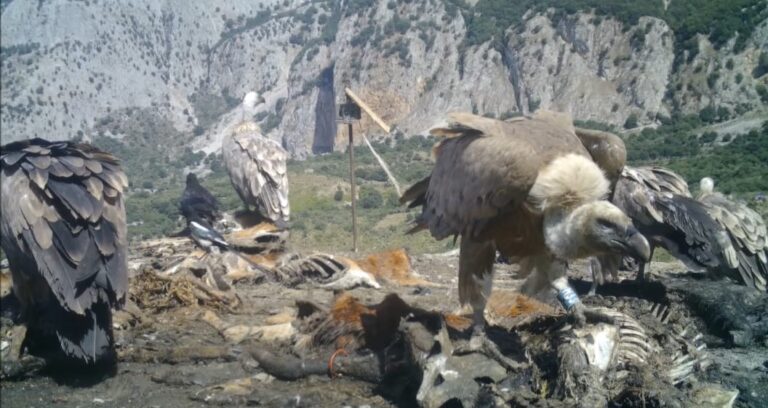 Evento. Cresce il piccolo grifone nato nelle Madonie