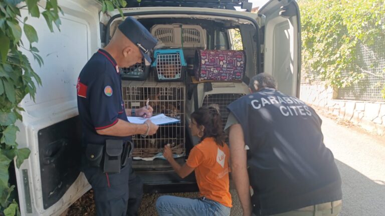 Carabinieri Forestali sequestrano oltre 100 cani detenuti in gravi condizioni di maltrattamento. Due persone denunciate(video)