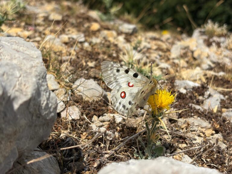 La Parnassius apollo siciliae nelle Madonie