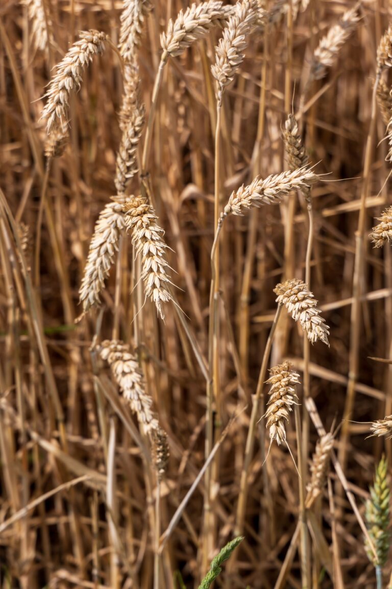 Gli agricoltori rifiutano i 100 milioni euro previsti per venire incontro alla crisi del grano