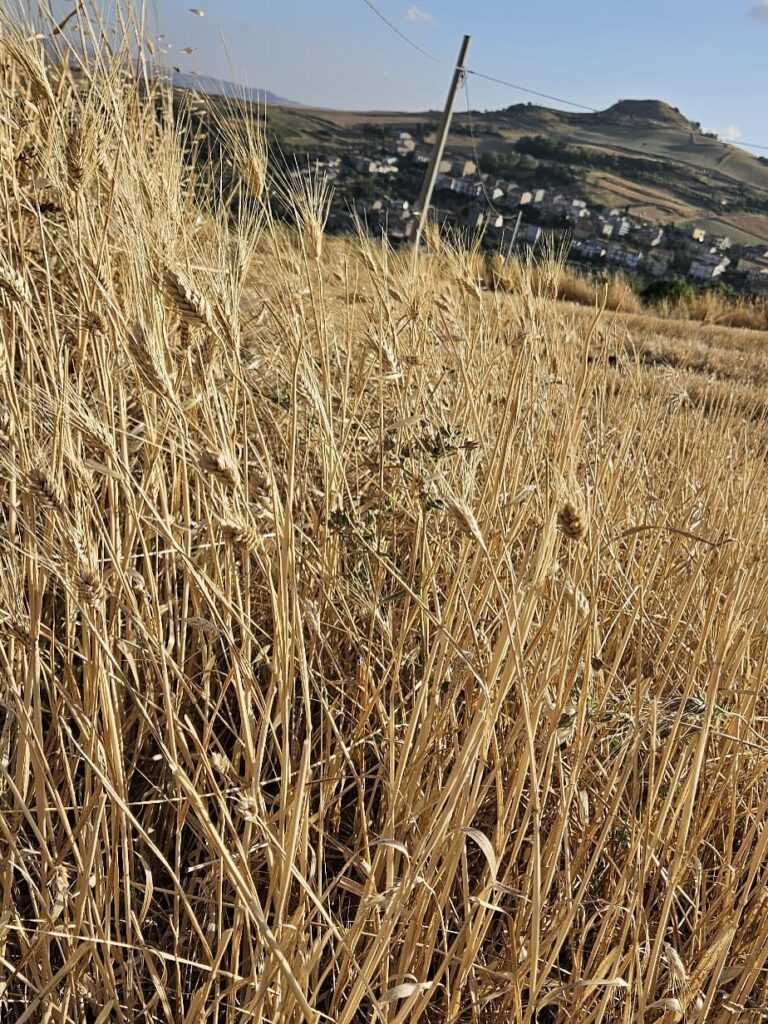A Petralia Soprana torna la “Sagra del Grano”: l’1 e 2 agosto 2026 a Pianello tra tradizione, sapori e folklore
