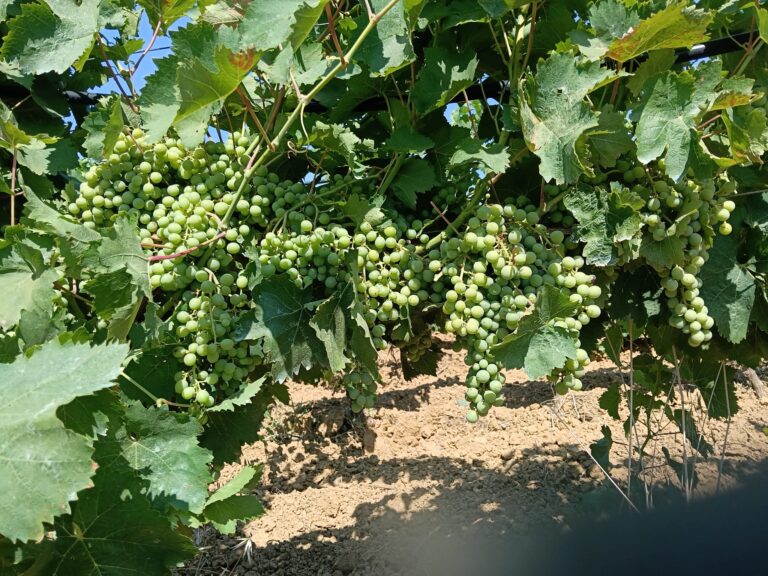 Vendemmia 2026, Cia Sicilia occidentale: meno uva, ma qualità eccellente