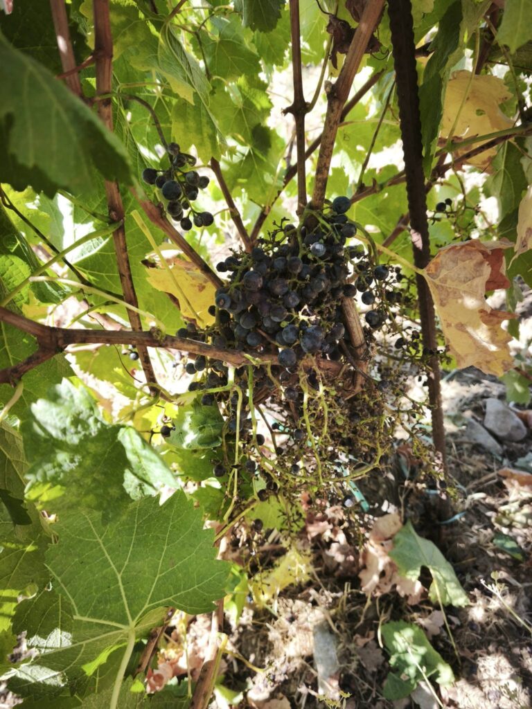 La vendemmia dei cinghiali: riceviamo e pubblichiamo
