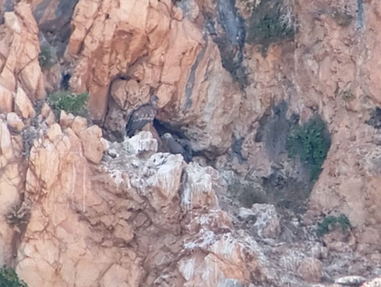 Primi voli per i 2 giovani grifoni nati quest’anno nel Parco delle Madonie.